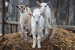 Little goats in the farmyard.