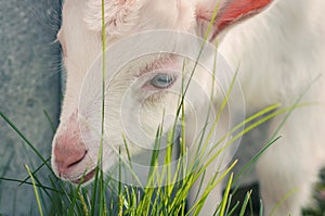 Little goats graze on the grass