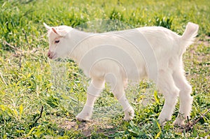 Little goats graze on the grass