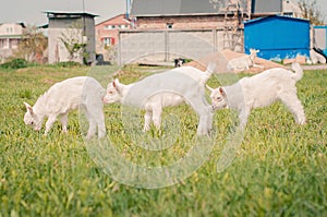 Little goats graze on the grass