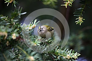 A little goldcrest