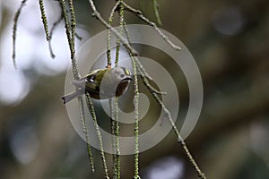 A little goldcrest