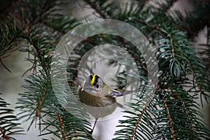 A little goldcrest