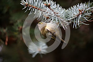 A little goldcrest