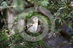 A little goldcrest