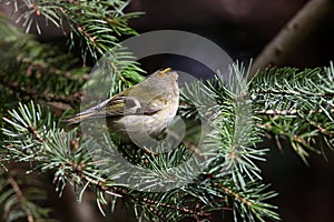 A little goldcrest