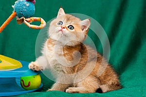 Little Golden British playful cat sitting next to a cat toy
