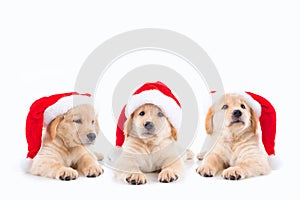 Little golden retriever dogs wearing christ mas hat