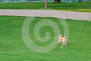 Little golden retriever puppy running on green grass