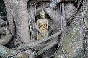 Little golden statue of Buddha inside roots of banyan tree in Buddhist temple