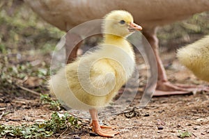 Little goose baby photo