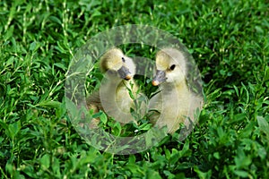 The little goslings