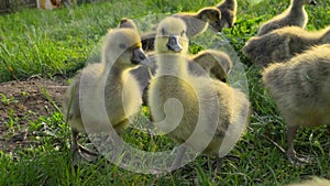 Little goslings eating grass on traditional free range poultry farm