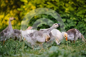 Little goslings walking in the grass between daisy flowers