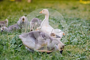 Little goslings walking in the grass between daisy flowers
