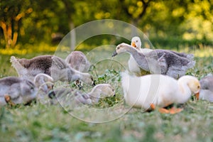 Little goslings walking in the grass between daisy flowers