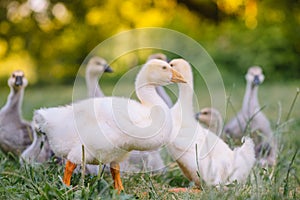 Little goslings walking in the grass between daisy flowers