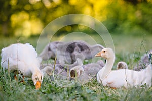 Little goslings walking in the grass between daisy flowers