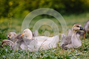 Little goslings walking in the grass between daisy flowers