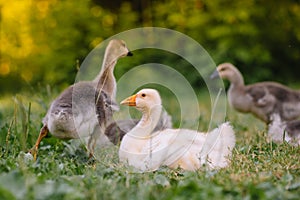 Little goslings walking in the grass between daisy flowers
