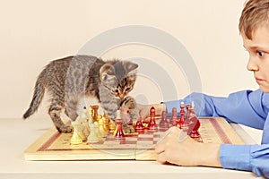 Little grandmaster with striped kitten plays chess.