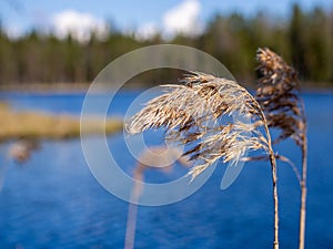 Little grass close-up over a calm lake. Beautiful nature background