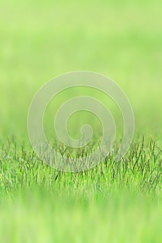Little grass on green sward