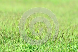 Little grass on green sward