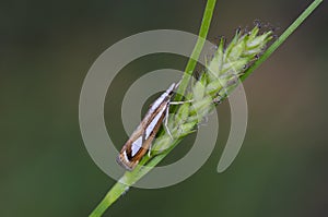 Little grass moth sitting on bent