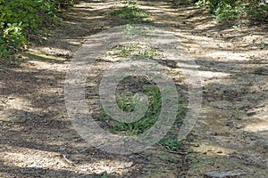 Little grass on a rural village road