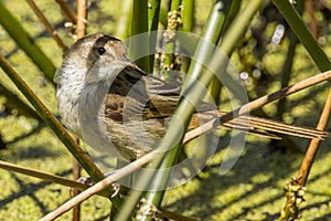 Little Grassbird in Victoria Australia