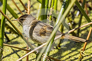 Little Grassbird in Victoria Australia