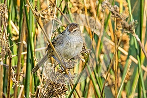 Little Grassbird in Victoria, Australia