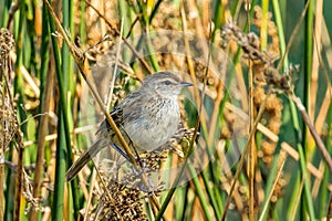 Little Grassbird in Victoria, Australia