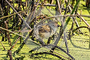 Little Grassbird in Victoria, Australia