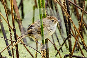 Little Grassbird in Victoria Australia