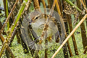 Little Grassbird in Victoria Australia