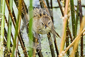 Little Grassbird in Victoria Australia