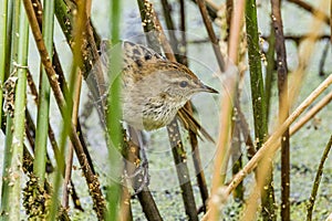 Little Grassbird in Victoria Australia