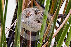 Little Grassbird in Victoria Australia