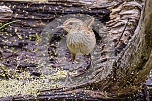 Little Grassbird in Victoria Australia