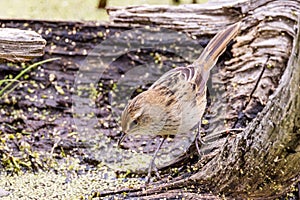 Little Grassbird in Victoria Australia