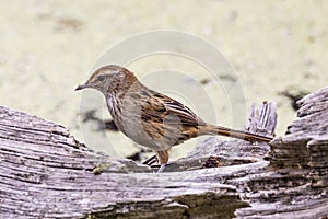 Little Grassbird in Victoria Australia