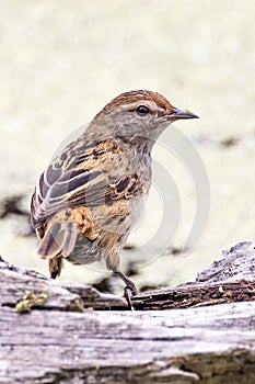 Little Grassbird in Victoria Australia