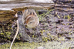 Little Grassbird in Victoria Australia