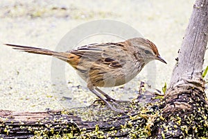 Little Grassbird in Victoria Australia