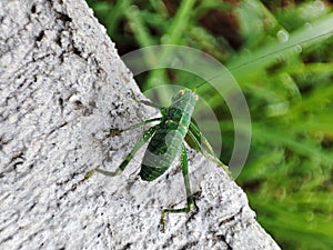 Little grasshopper in my house photo