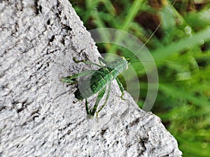 Little grasshopper in my house photo