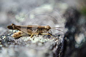 Little grasshopper on Machu Picchu photo