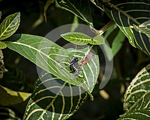 little grasshopper resting on a leaf in the forest